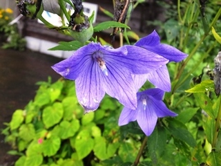 DSCF8387no2.JPG