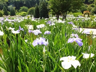 DSCF9488no2.JPG