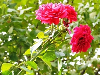 DSCF9577no2.JPG