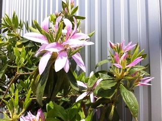 DSCF9619no2.JPG