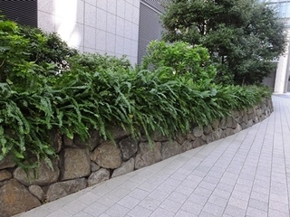 DSCF9656no2.JPG
