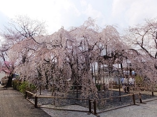 DSCF9687no2.JPG