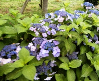 DSCN6593no2.JPG