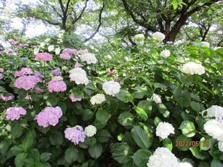 IMG_5047no2.JPG