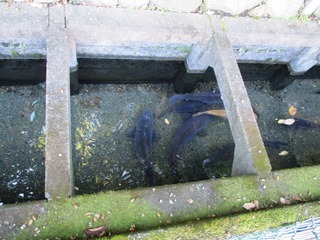 IMG_6981no2.JPG