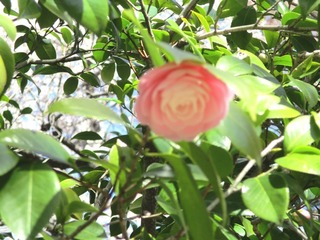 IMG_8042no2.JPG