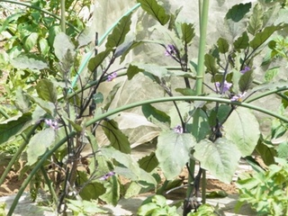 RIMG06070764.jpg