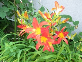 RIMG06070785.jpg